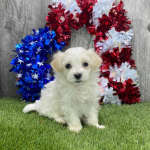 Maltipoo Puppy Farah