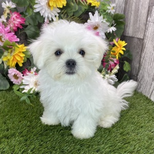 Maltese Puppy Lincoln