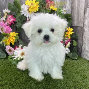 Maltese Puppy Lincoln