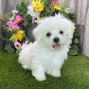 Maltese Puppy Lincoln
