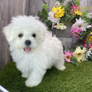 Maltese Puppy Lincoln