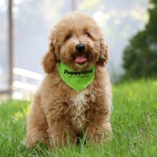 Bichonpoo Puppy Ezra