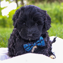 Portuguese Water Dog Puppy Tyson