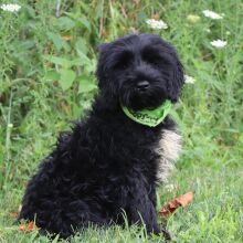 Portuguese Water Dog Puppy Tyson