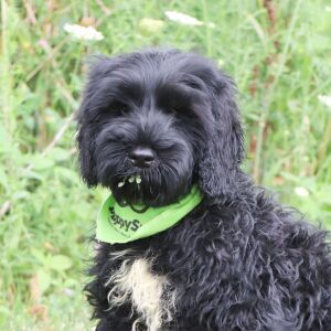 Portuguese Water Dog Puppy Tyson