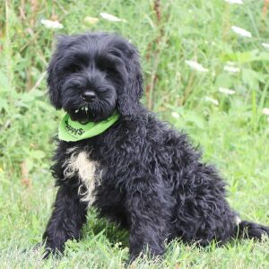 Portuguese Water Dog Puppy Tyson