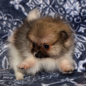 Pomeranian Puppy Catie