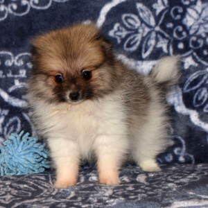 Pomeranian Puppy Catie