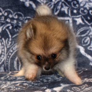 Pomeranian Puppy Catie