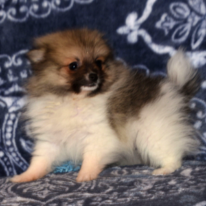 Pomeranian Puppy Catie