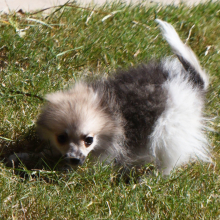 Pomeranian Puppy Catie