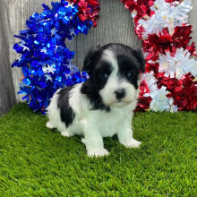 Havanese Puppy Jordi