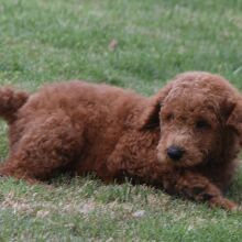 Poodle Puppy Mason