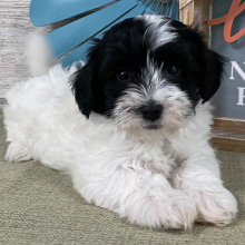 Havanese Puppy Adriel