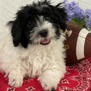 Havanese Puppy Adriel