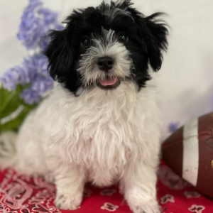 Havanese Puppy Adriel