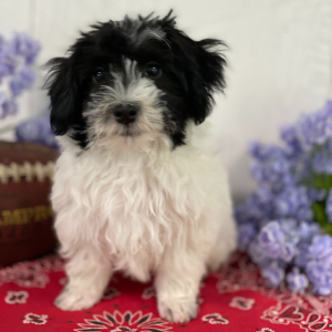 Havanese Puppy Adriel