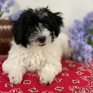 Havanese Puppy Adriel