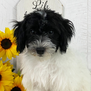 Havanese Puppy Adriel