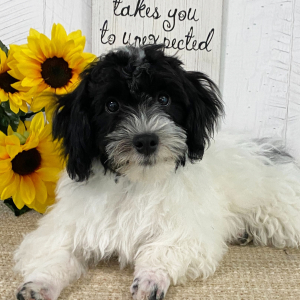 Havanese Puppy Adriel