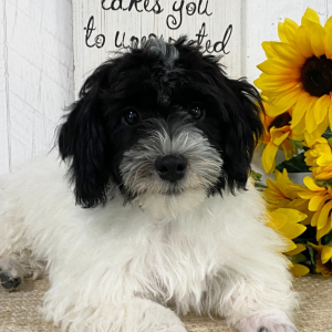 Havanese Puppy Adriel