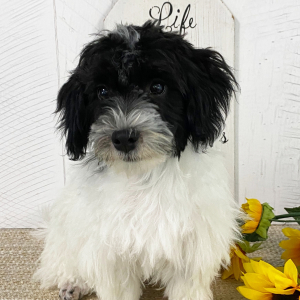 Havanese Puppy Adriel