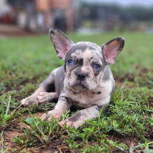French Bulldog Puppy Alfred