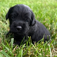 Labradoodle Puppy Maximus