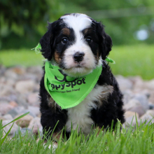 Bernedoodle Puppy Faris