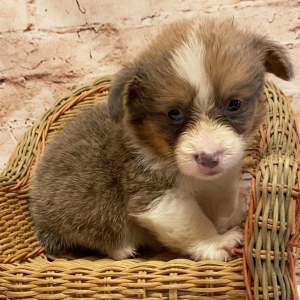 Pembroke Welsh Corgi Puppy Melvin