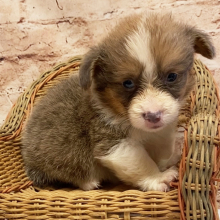 Pembroke Welsh Corgi Puppy Melvin