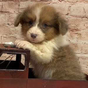 Pembroke Welsh Corgi Puppy Melvin