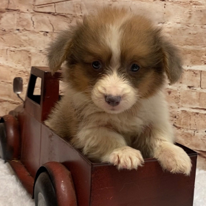 Pembroke Welsh Corgi Puppy Melvin