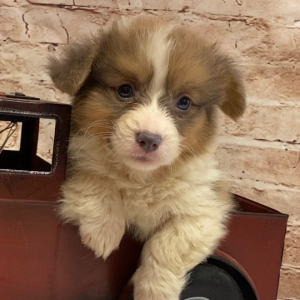 Pembroke Welsh Corgi Puppy Melvin