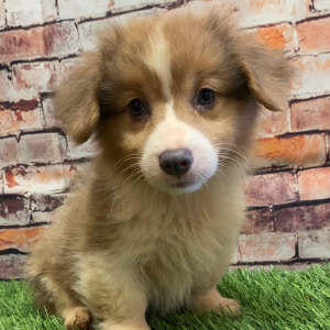 Pembroke Welsh Corgi Puppy Melvin
