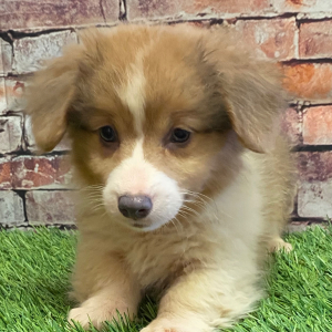 Pembroke Welsh Corgi Puppy Melvin
