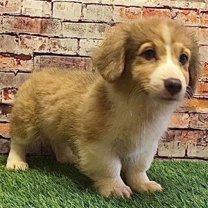 Pembroke Welsh Corgi Puppy Melvin