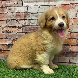 Pembroke Welsh Corgi Puppy Melvin