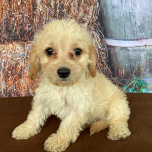 Goldendoodle Puppy Sadie