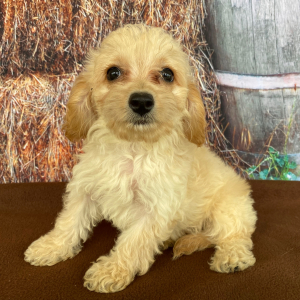 Goldendoodle Puppy Sadie