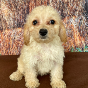 Goldendoodle Puppy Sadie