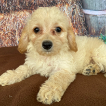 Goldendoodle Puppy Sadie