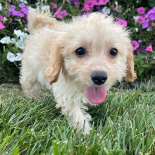 Goldendoodle Puppy Sadie