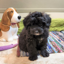 Shihpoo Puppy Nealy