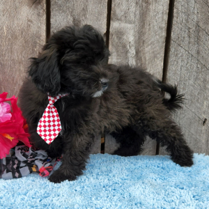 Shihpoo Puppy Nealy