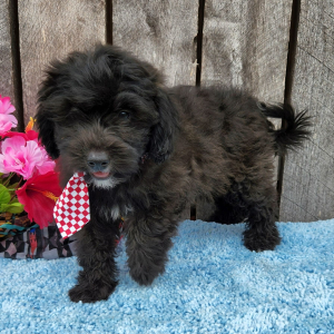 Shihpoo Puppy Nealy