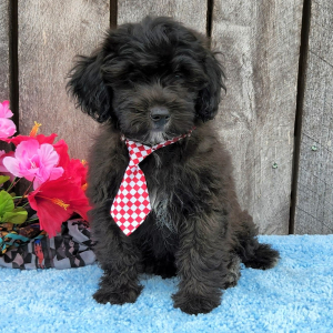 Shihpoo Puppy Nealy