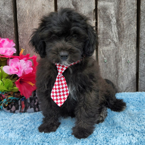 Shihpoo Puppy Nealy