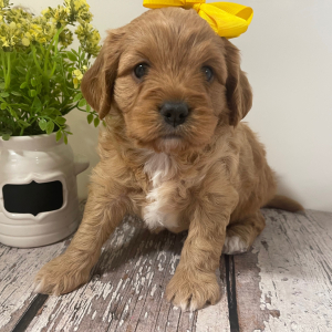Cavapoo Puppy Lolly Pop