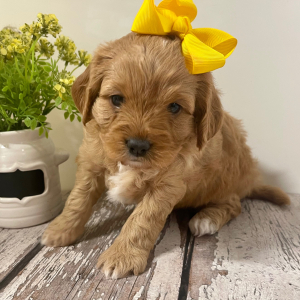 Cavapoo Puppy Lolly Pop